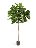 Товар Фикус Лирата Style на штамбе в-220 см 2/2 добавлен в корзину