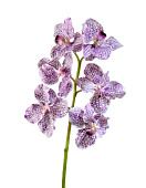 Товар Орхидея Ванда бело-фиолетовая в-57 см, 6цв 12/72 добавлен в корзину