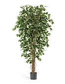 Товар Фикус Бенджамина Лиана 150 см 2/2 добавлен в корзину