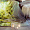 HEFEL Tencel noblesateen Honeymoon 3729359