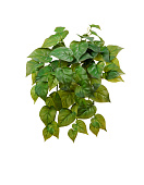 Товар Филодендрон крупнолистный ампельный малый 35 см (Sensitive Botanic) (54 листа) 12/60 добавлен в корзину