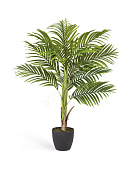 Товар Пальма Арека Бетель в-110 см (Sensitive Botanic) (1 ствол, 11 листьев) 2/2 добавлен в корзину