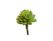 Товар Мини-суккулент Эхеверия Даренберга в-2,5, д-3,5 см 60/720 добавлен в корзину