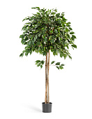 Товар Фикус Бенджамина зонтичный 150 см 2/2 добавлен в корзину