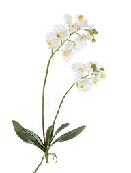 Орхидея Фаленопсис белая 2 ветки куст с корнями 82 см, 8цв,2бут/5 цв,3бут  6/24