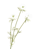 Товар Нигелла белая в-59 см, 3цв д-4,5 см 24/192 добавлен в корзину