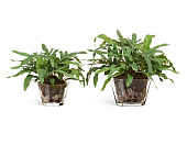 Товар Композиция "Rabbit Foot"(Sensitive Botanic) большая в-33, д-50 см в стекл.вазе с мхом, корнями, земл добавлен в корзину