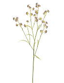 Товар Астранция Вайлд фиолетовая в-80 см, 3 ветки 12/72 добавлен в корзину