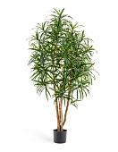 Товар Драцена Анита 150 см 2/2 добавлен в корзину