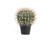 Товар Кактус Баррель в-27, д-20 см 4/8 добавлен в корзину