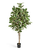 Товар ЗЗЗФикус Эластика пестрый 210 см 2/2 добавлен в корзину