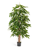 Товар Лонгифолия широколистная 150 см 2/2 добавлен в корзину