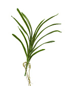 Товар Листья орхидеи Ванды с корнями в-40 см 12/72 добавлен в корзину