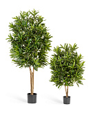 Товар Кротон Голдфингер 105 см  2/2 добавлен в корзину