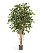 Товар Фикус Ретуса 150 см 2/2 добавлен в корзину