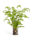 Товар Папоротник Железный св.зеленый в-125 см в стекле с корнями, землей, мхом (Арт-объект) 1/1 добавлен в корзину