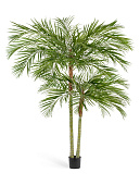 Товар Пальма Арека двухствольная 210/230 см 1/1 добавлен в корзину