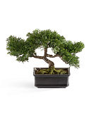 Товар Бонсай Сосна-мини в кашпо в-22 см 6/24 добавлен в корзину