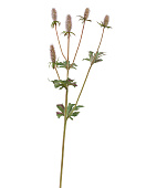 Товар Эрингиум Элегант светло-сиренево-зелёный в-52 см 12/144 добавлен в корзину