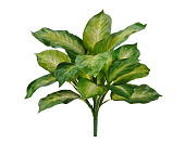 Товар Диффенбахия золотая куст в-40 см (Sensitive Botanic) 12/120 добавлен в корзину