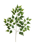 Товар Ветка березы 65 см 24/240 добавлен в корзину