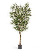 Товар Олива Нэйчерел с плодами 120 см 2/2 добавлен в корзину