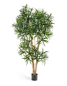 Товар Драцена Анита Рефлекса 150 см 2/2 добавлен в корзину