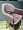 Стул Белладжио пыльно-розовый бархат ножки золото для кафе, ресторана, дома, кухни 2112086