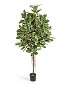 Товар Фикус Эластика пёстрый 150 см 2/2 добавлен в корзину