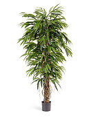 Товар Лонгифолия лиана де люкс 150 см 2/2 добавлен в корзину