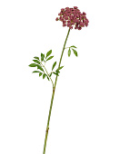 Товар Анна Королевская светло-бордовая в-62 см, д-11 см 12/120 добавлен в корзину