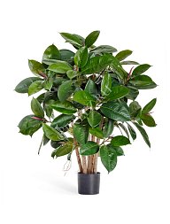 Фикус Эластика куст зеленый в-90 см 2/2