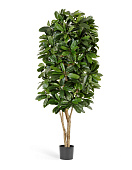 Товар Шеффлера Леди 170 см 2/2 добавлен в корзину