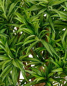 Товар Драцена Рефлекса 120 см 2/2 добавлен в корзину