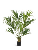 Товар Пальма Кентия (Ховея) де Люкс в-140 см 2/2 добавлен в корзину