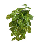 Товар Потос крупнолистный ампельный малый 35 см (Sensitive Botanic) (54 листа) 12/60 добавлен в корзину