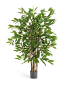 Товар Драцена Саркула Спотти 120 см 2/2 добавлен в корзину