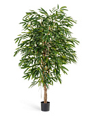 Товар Лонгифолия Роял 150 см 2/2 добавлен в корзину