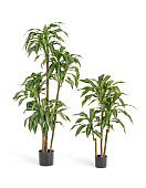 Товар Драцена Джанет Крейг зелёная 100 см 3 ствола 2/2 добавлен в корзину