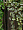 Кашпо TREEZ Effectory Metal Высокий конус Design Wave Чернёная бронза в-75 см, д-34 см 2879609