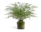 Товар Композиция Папоротник Адиантум в стекле в-78, д-90 см с мхом, корнями, землёй 1/1 добавлен в корзину