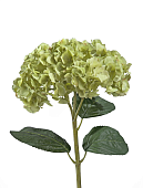 Товар ХХХГортензия махровая светло-зеленая в-45, д-25 см 6/18 добавлен в корзину