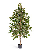 Товар Фикус Бенджамина пестр. натуральный 150 см 2/2 добавлен в корзину