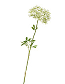 Товар Анна королевская белая 62 см, д-11 см 24/120 добавлен в корзину