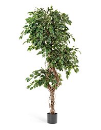 Фикус Бенджамина Селеста 210 см 2/2