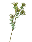 Товар Эрингиум Гигант дымчато-фиолетово-зелёный в-75 см 12/48 добавлен в корзину