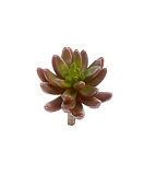 Товар Суккулент Синокрассула бордово-зелёная в-5 см, д-8 см 12/144 добавлен в корзину