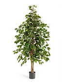 Товар Фикус Бенджамина натуральный 150 см 2/2 добавлен в корзину