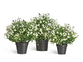 Товар Полевые цветы микс куст Малый белый в-36 см, д-35 см 6/18 20.0224072WH-S добавлен в корзину