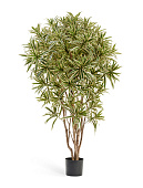 Товар Драцена Рефлекса Ямайка Золотая 145 см 2/2 добавлен в корзину